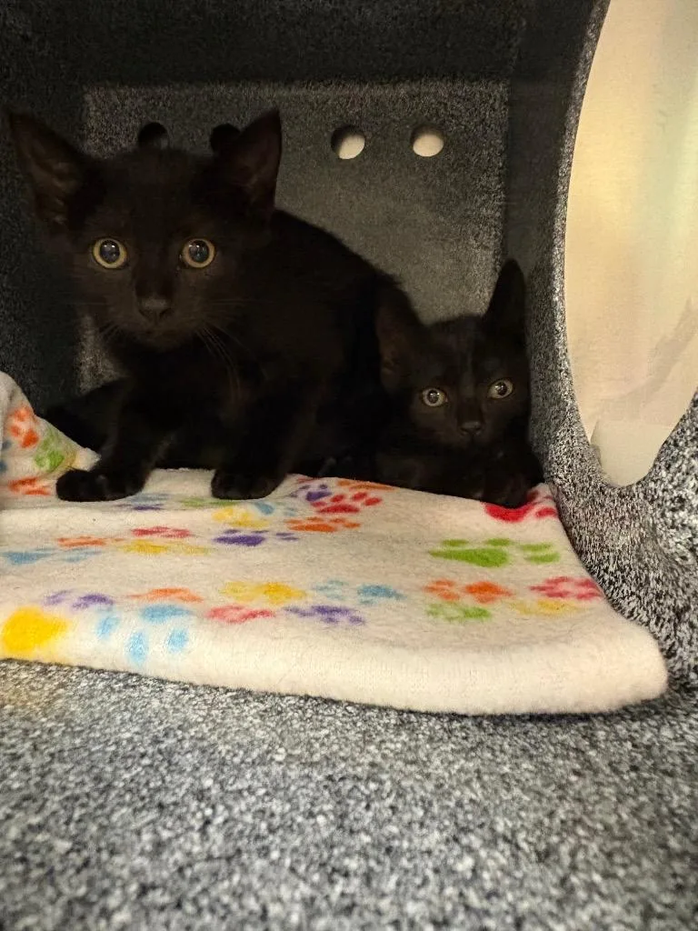 A baby small-sized male Domestic Short Hair cat named Salem for adoption in Johnson City, TN