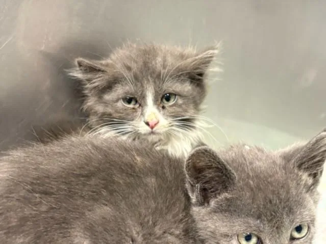 A baby small-sized female Domestic Medium Hair cat named Juniper for adoption in Chatsworth, CA