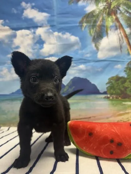 A baby small-sized female Shepherd dog named Fry for adoption in San Antonio, TX