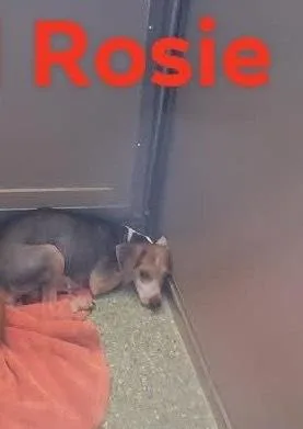 SF Rosie thumbnail 2