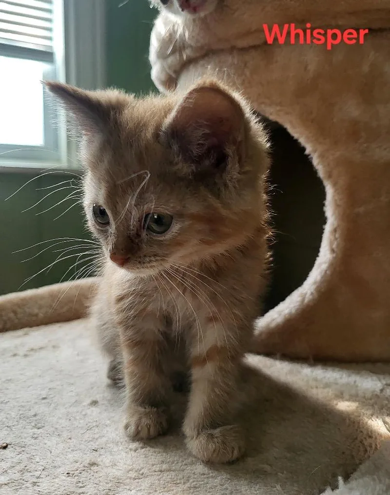 A baby small-sized male Domestic Short Hair cat named Whisper for adoption in Newaygo, MI