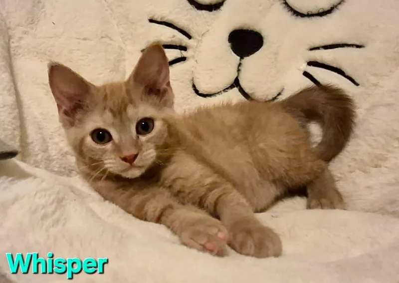 Whisper thumbnail 2