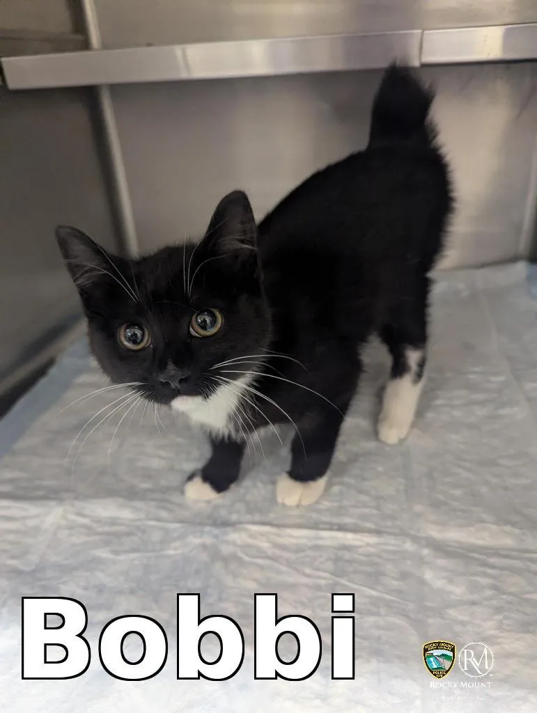 Bobbi