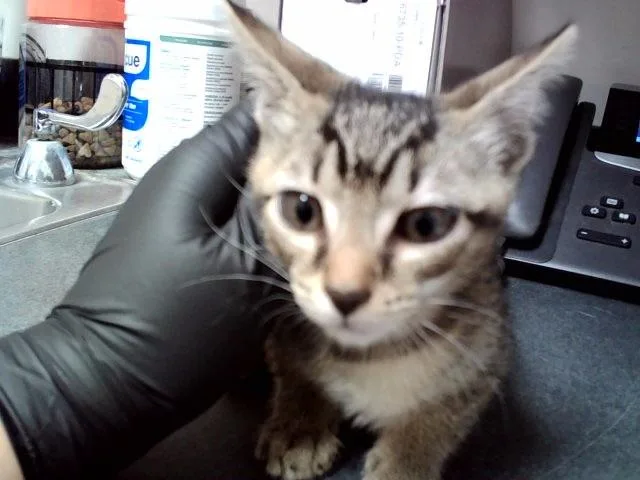 A baby small-sized female Domestic Short Hair cat named Tigress for adoption in Martinez, CA