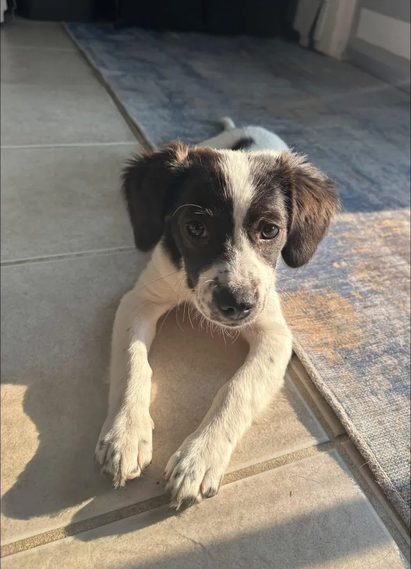A baby medium-sized female Terrier dog named Acadia for adoption in Collingswood, NJ