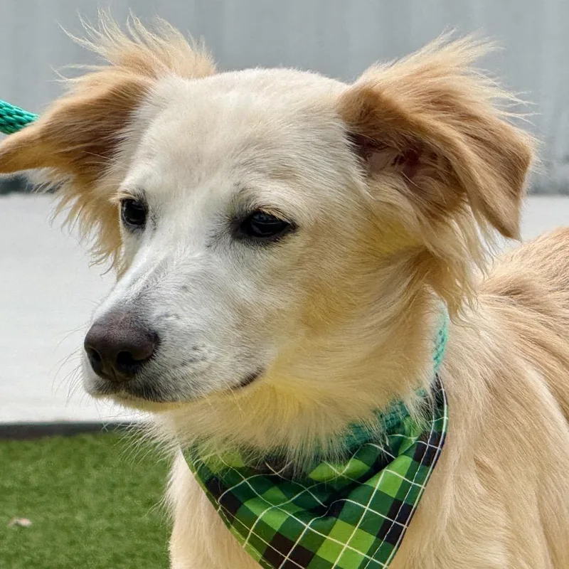 An adult small-sized male Apricot / Beige Spaniel dog named Dexter for adoption in Hondo, TX