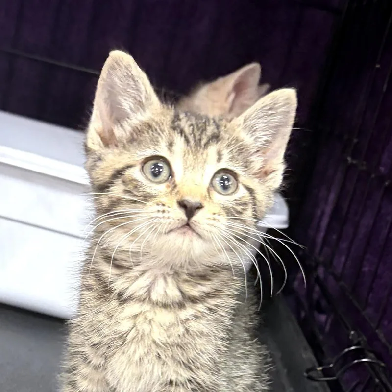 A baby small-sized female Brown / Chocolate Domestic Short Hair cat named Morgana for adoption in Canton, NC