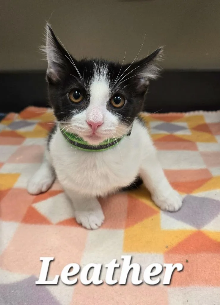 A baby small-sized male Domestic Short Hair cat named Leather for adoption in Sidney, OH