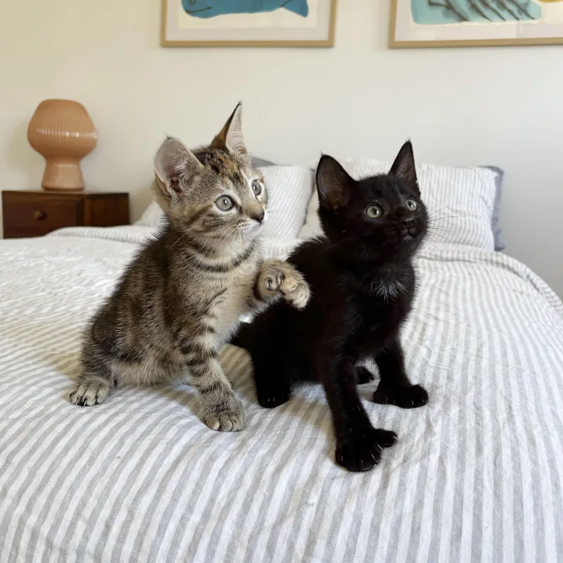 Thumbs Up & Green thumbnail 4