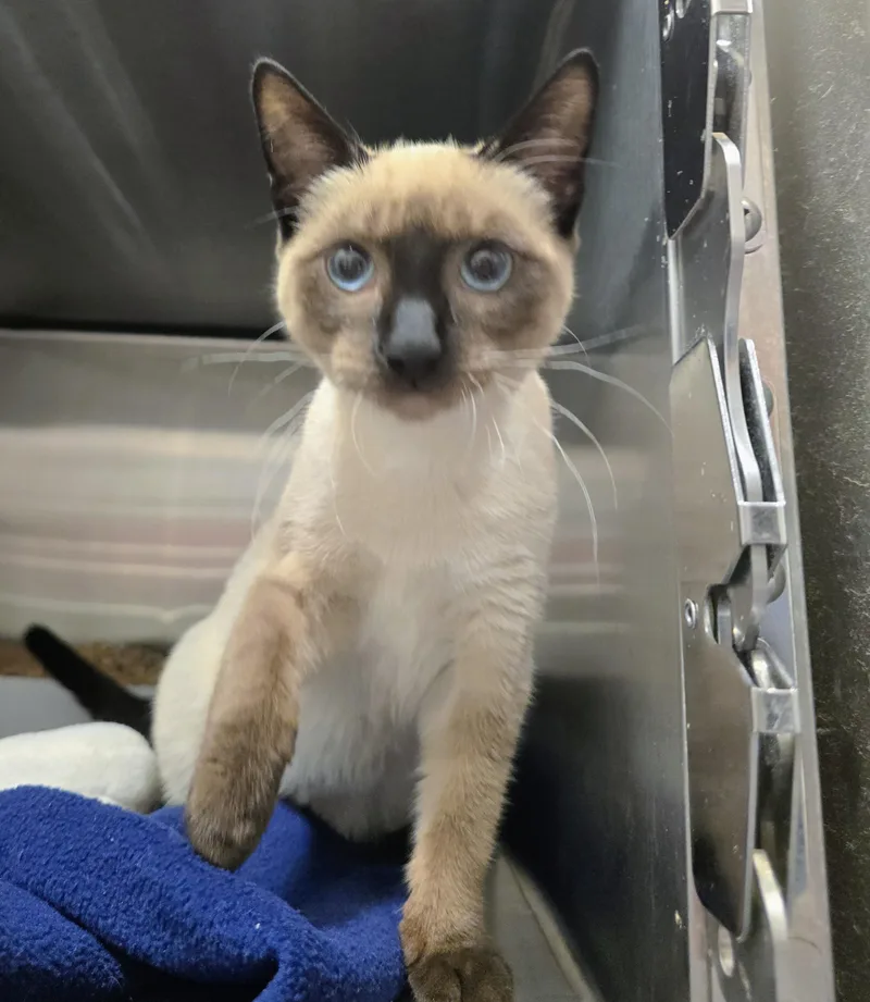 An adult medium-sized female Siamese cat named Marigold for adoption in Amityville, NY