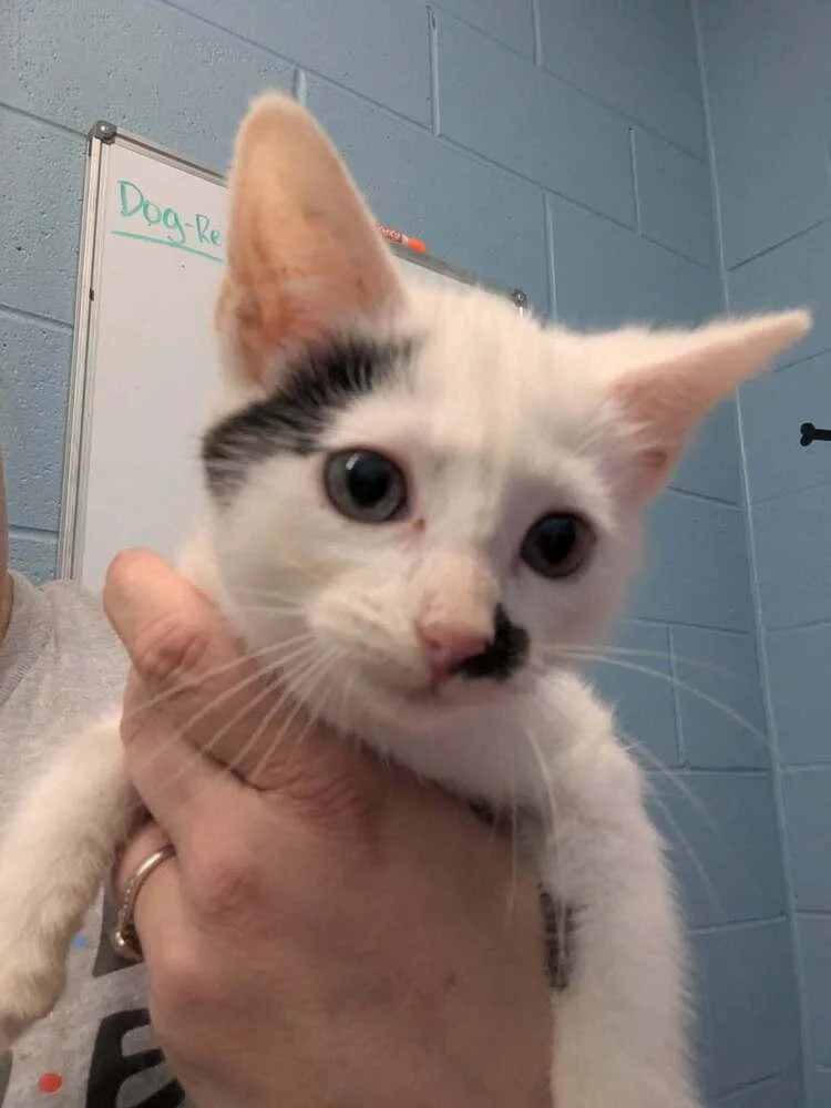 A baby small-sized male Black & White / Tuxedo Domestic Short Hair cat named Snickerdoodle for adoption in Evansville, IN