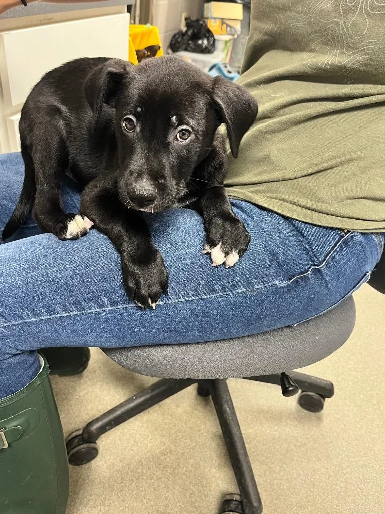 A baby medium-sized male Labrador Retriever dog named Eddie for adoption in Hopkinsville, KY