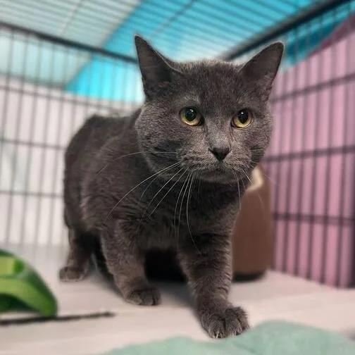 An adult medium-sized male Gray / Blue / Silver Domestic Short Hair cat named Mr Jones for adoption in Davenport, IA