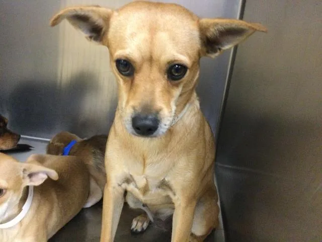 An adult small-sized female Chihuahua dog named Califa for adoption in Riverside, CA