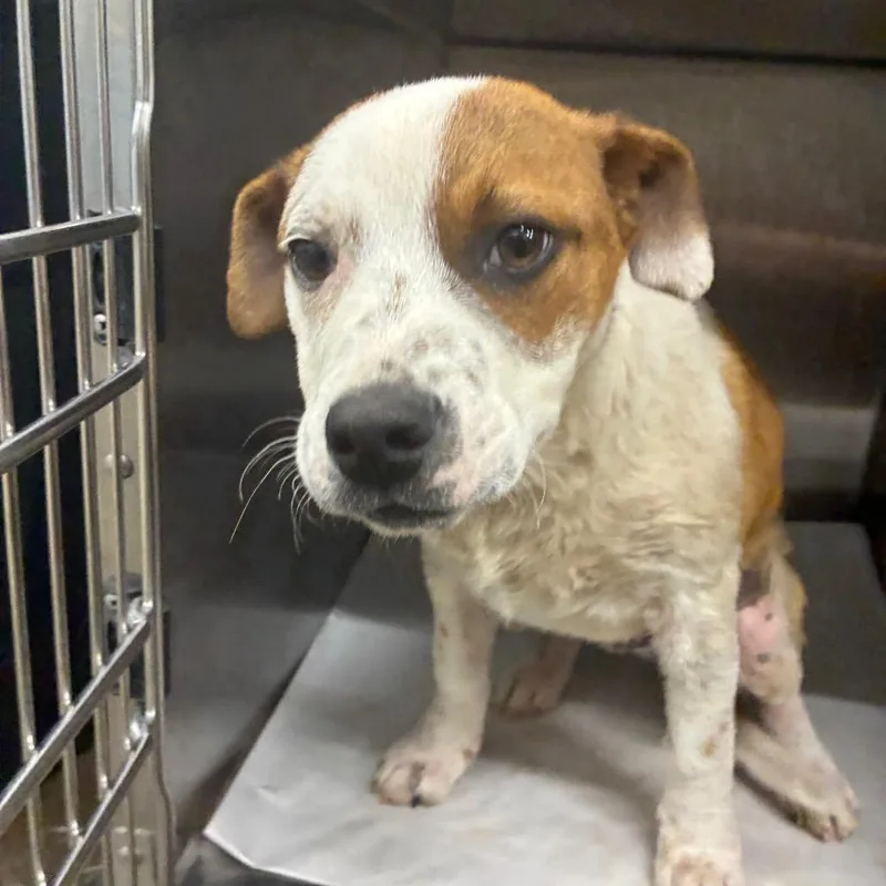 Ricky Mane thumbnail 2