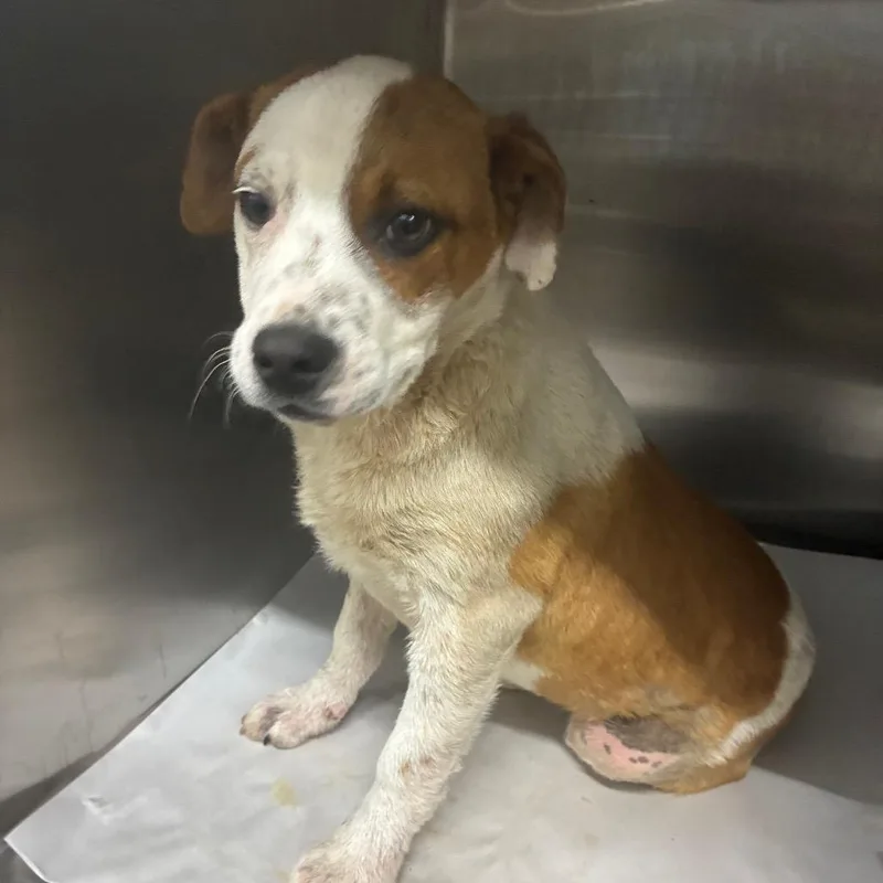 Ricky Mane thumbnail 3