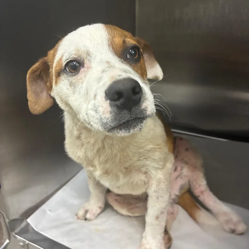 Ricky Mane thumbnail 4