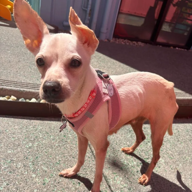 A senior small-sized female White / Cream Chihuahua dog named Party On for adoption in San Francisco, CA