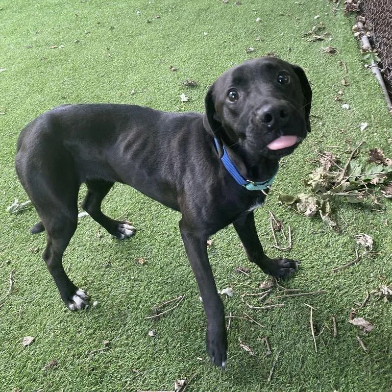 A young medium-sized female Black Mixed Breed dog named Misunderstood Night Owl for adoption in Davenport, IA