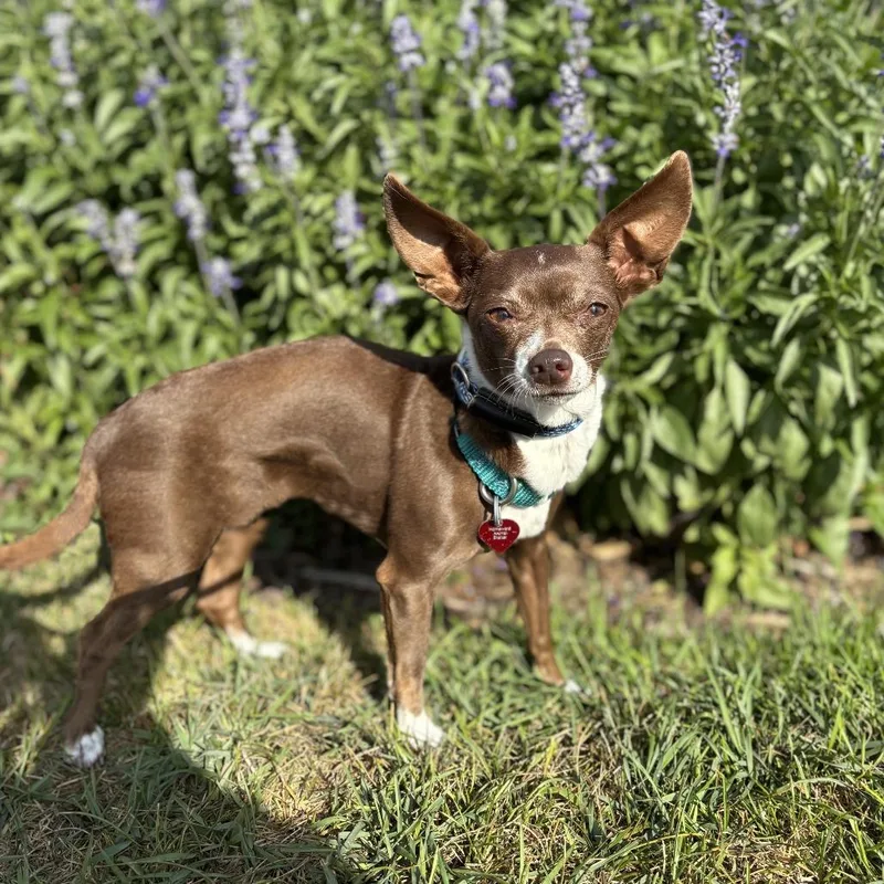 A senior small-sized female Chihuahua dog named Little Bo Peep for adoption in Fargo, ND