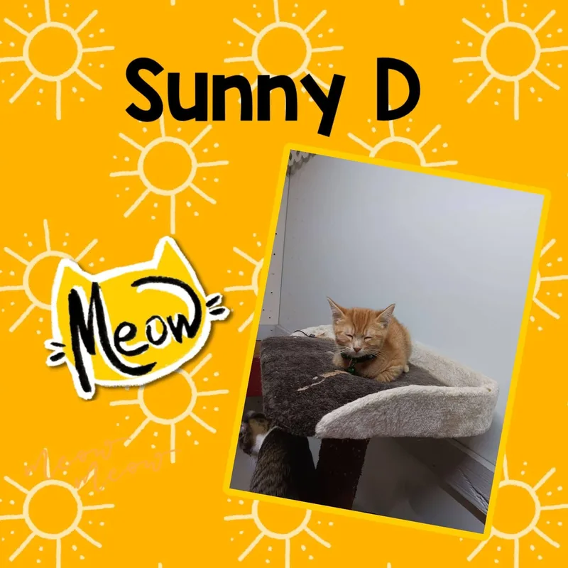 A baby small-sized female Orange / Red Domestic Medium Hair cat named Sunny D for adoption in Monticello, IN