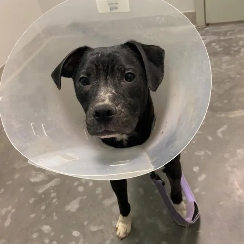 An adult medium-sized male Black Mixed Breed dog named Lewis for adoption in Pittsburgh, PA