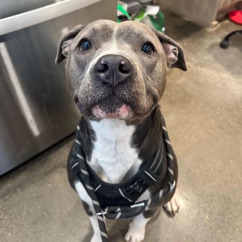 An adult large-sized female Gray / Blue / Silver American Staffordshire Terrier dog named Luna for adoption in Louisville, KY