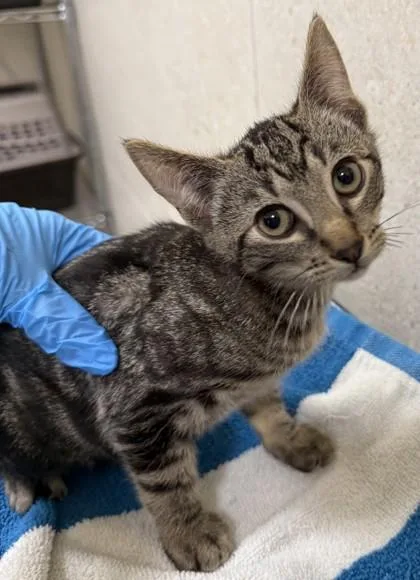 A baby small-sized male Domestic Short Hair cat named Ash for adoption in Honolulu, HI