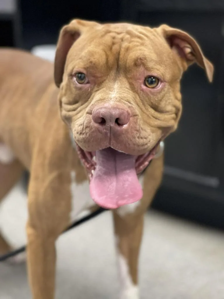A young large-sized male Pit Bull Terrier dog named Cal for adoption in Fremont, OH