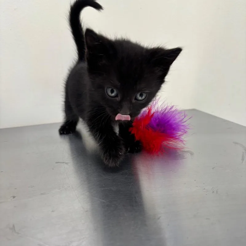 A baby small-sized male Black Domestic Short Hair cat named Lars for adoption in Galax, VA