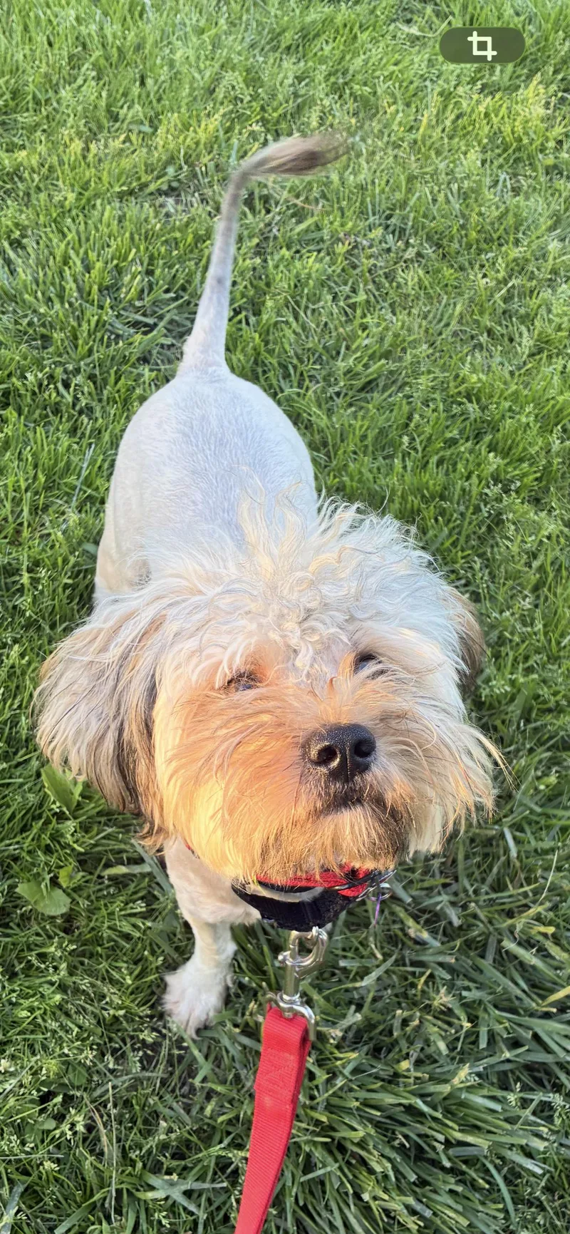 Basil