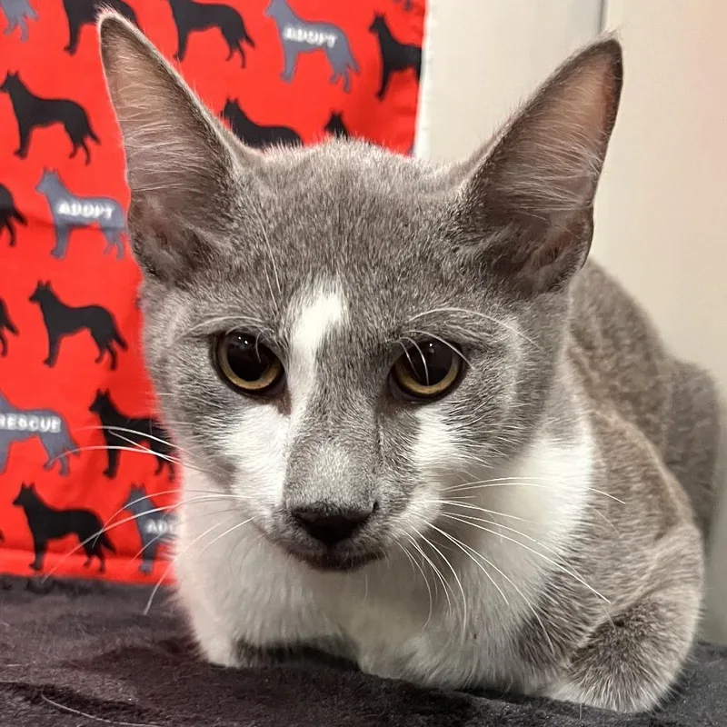 A baby medium-sized male Gray / Blue / Silver Domestic Short Hair cat named Nelson for adoption in Washburn, MO