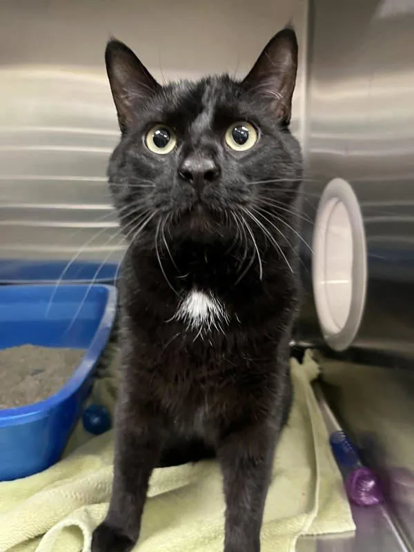 An adult large-sized male Domestic Short Hair cat named Copper for adoption in Millersville, MD