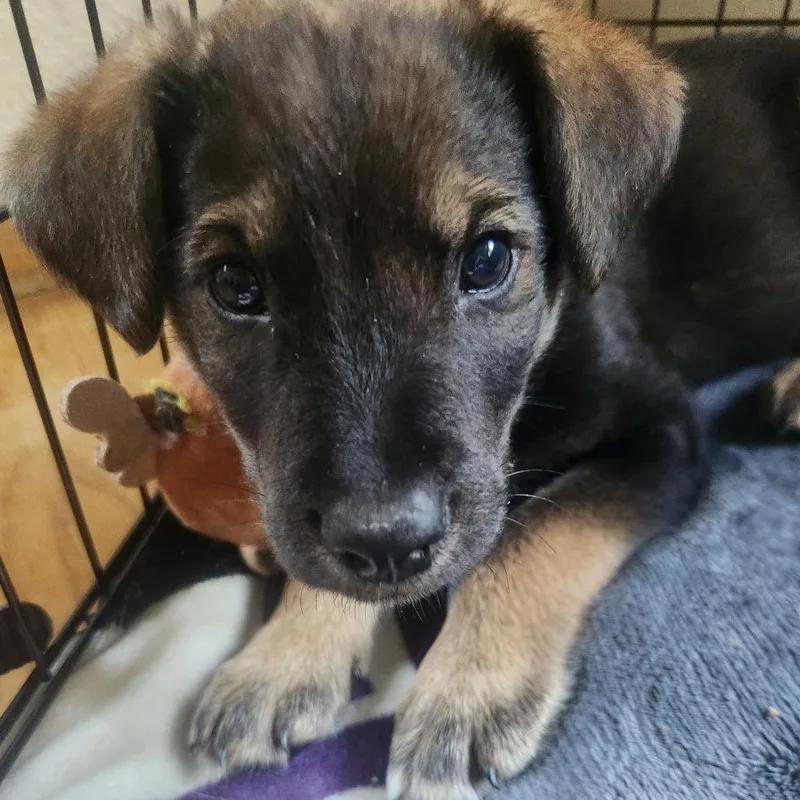 A baby small-sized male Black Mixed Breed dog named Marmite for adoption in Buffalo, MN
