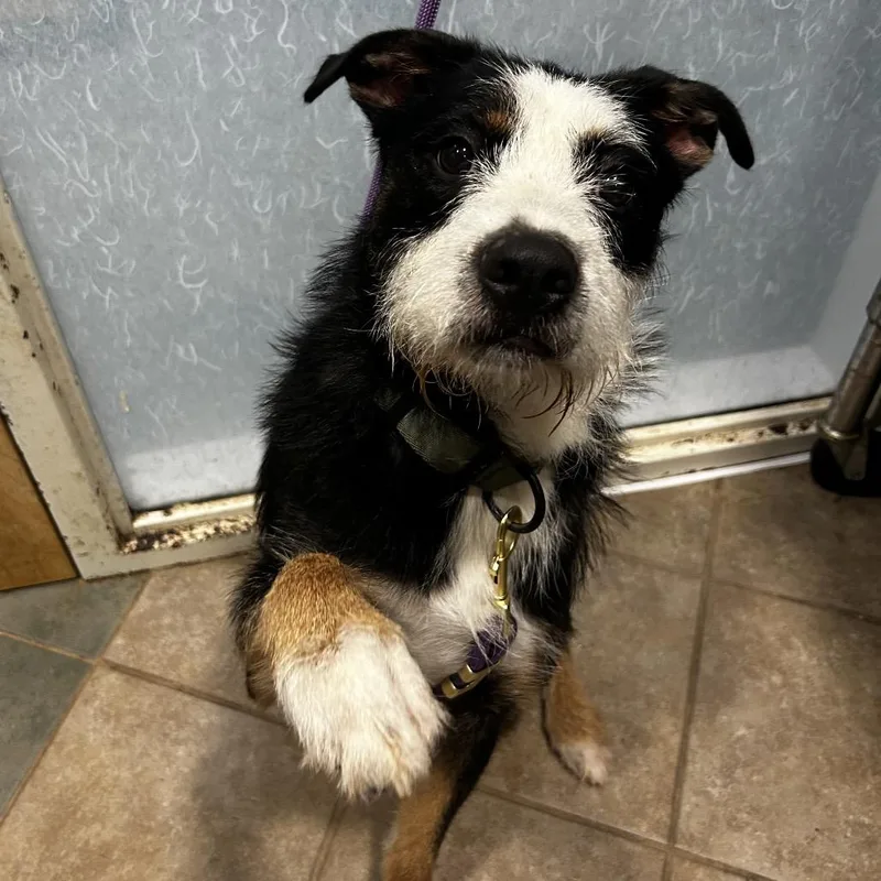 A young medium-sized male Black Mixed Breed dog named Bear for adoption in Chattanooga, TN