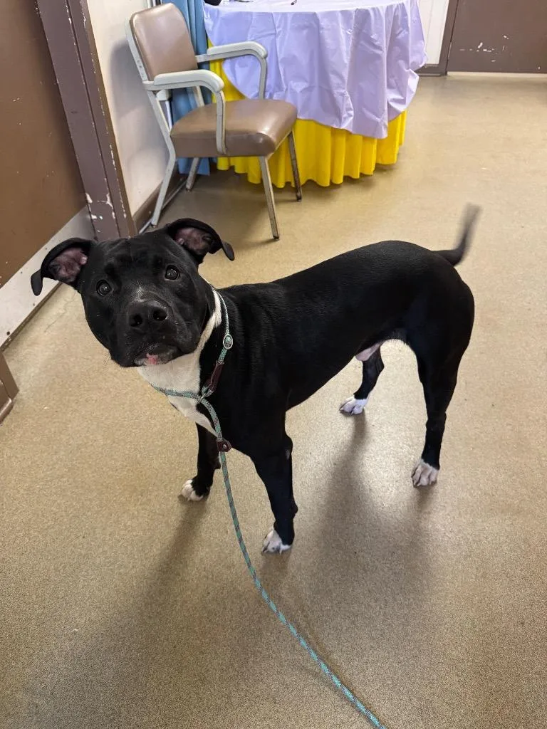 A young large-sized male Mixed Breed dog named Corndog for adoption in Springfield, OH