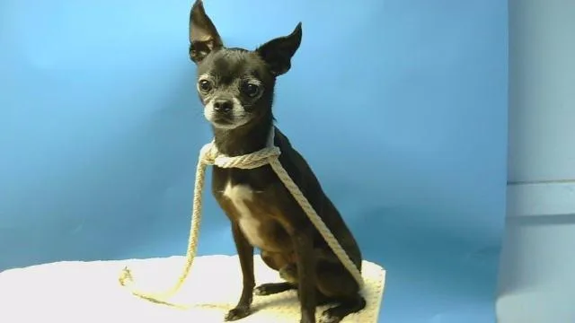 An adult small-sized male Chihuahua dog named A for adoption in Gardena, CA