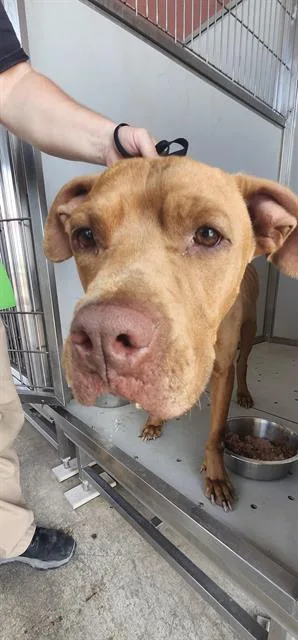 An adult medium-sized male American Staffordshire Terrier dog named Bruno for adoption in San Antonio, TX