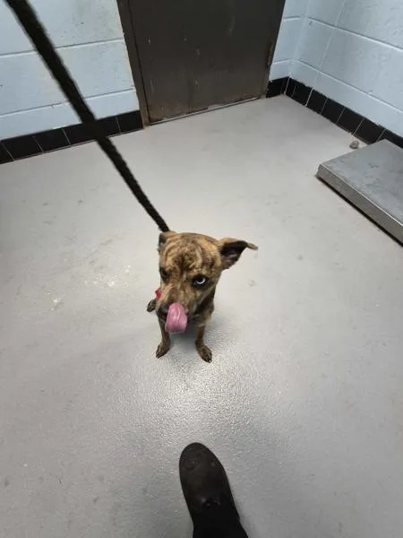 A young small-sized male Chihuahua dog named Pen  Owen for adoption in Lawrenceville, GA