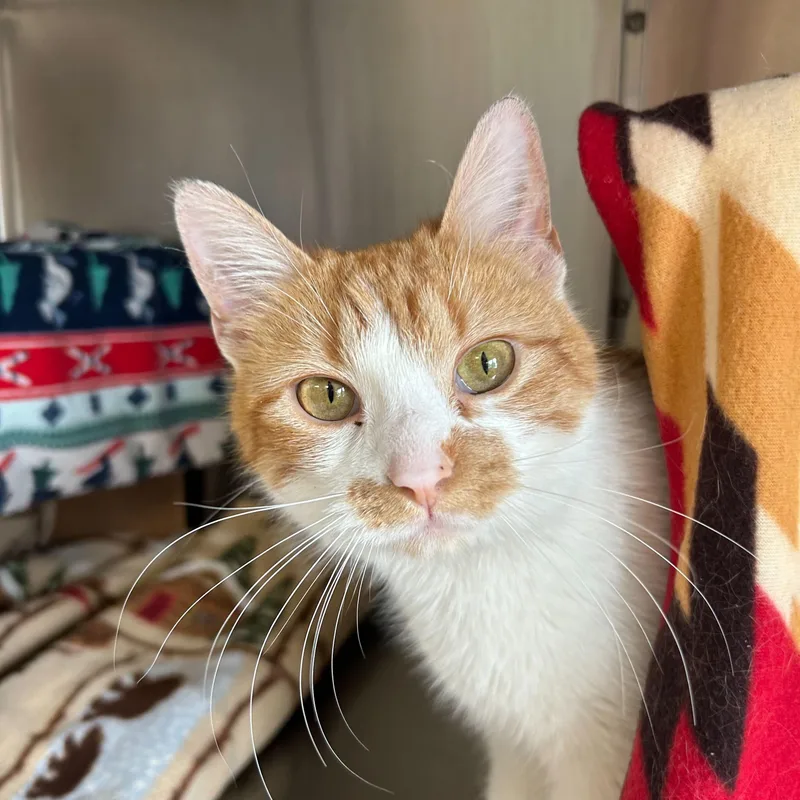 Orangina thumbnail 2