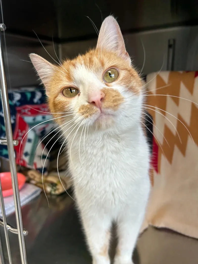 Orangina thumbnail 3