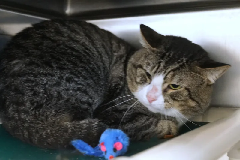 An adult large-sized male Tabby (Gray / Blue / Silver) Tabby cat named Gerald for adoption in New Milford, CT