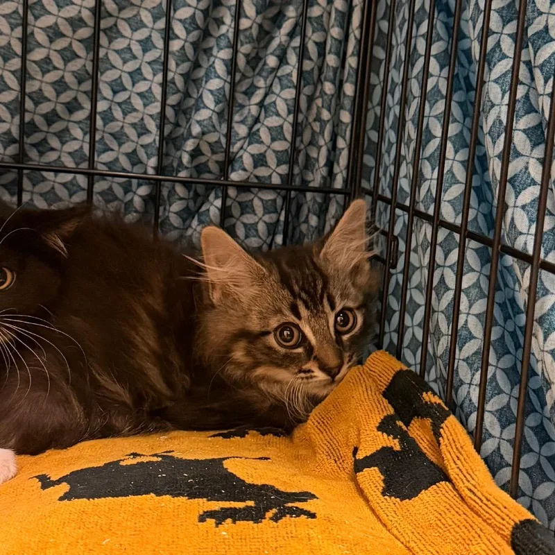 A baby small-sized male Brown / Chocolate Domestic Long Hair cat named Max for adoption in Lynchburg, VA