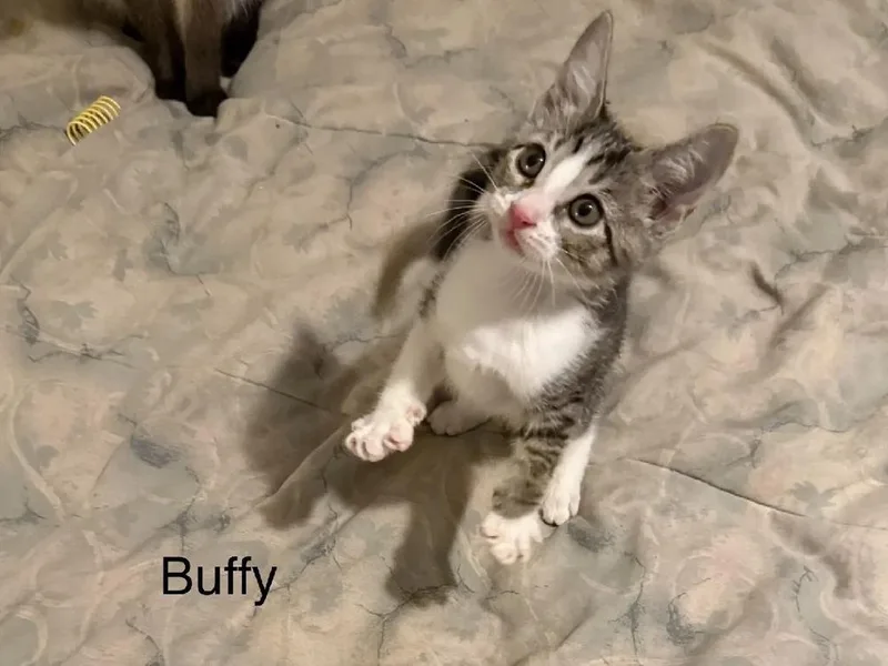 Buffy