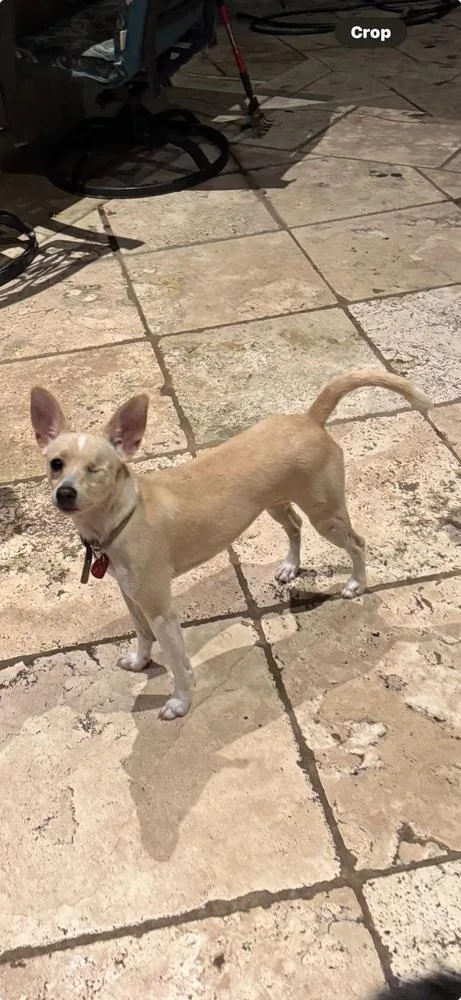 An adult small-sized female White / Cream Chihuahua dog named Angel for adoption in Richmond, TX