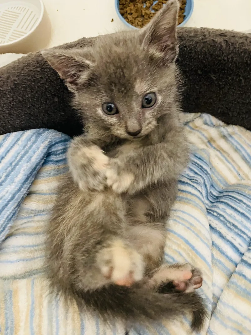 A baby small-sized female Gray / Blue / Silver Domestic Short Hair cat named Yoyo for adoption in Kirksville, MO