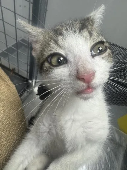 A baby small-sized male Domestic Short Hair cat named Dennis for adoption in Sevierville, TN