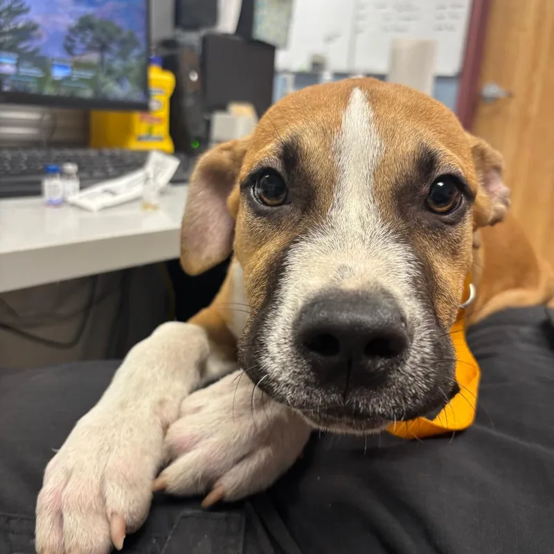 A baby medium-sized male White / Cream Pit Bull Terrier dog named Prince for adoption in St Joseph, MO