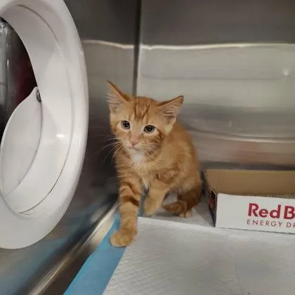 A baby small-sized male Domestic Short Hair cat named Hank for adoption in Voorhees, NJ