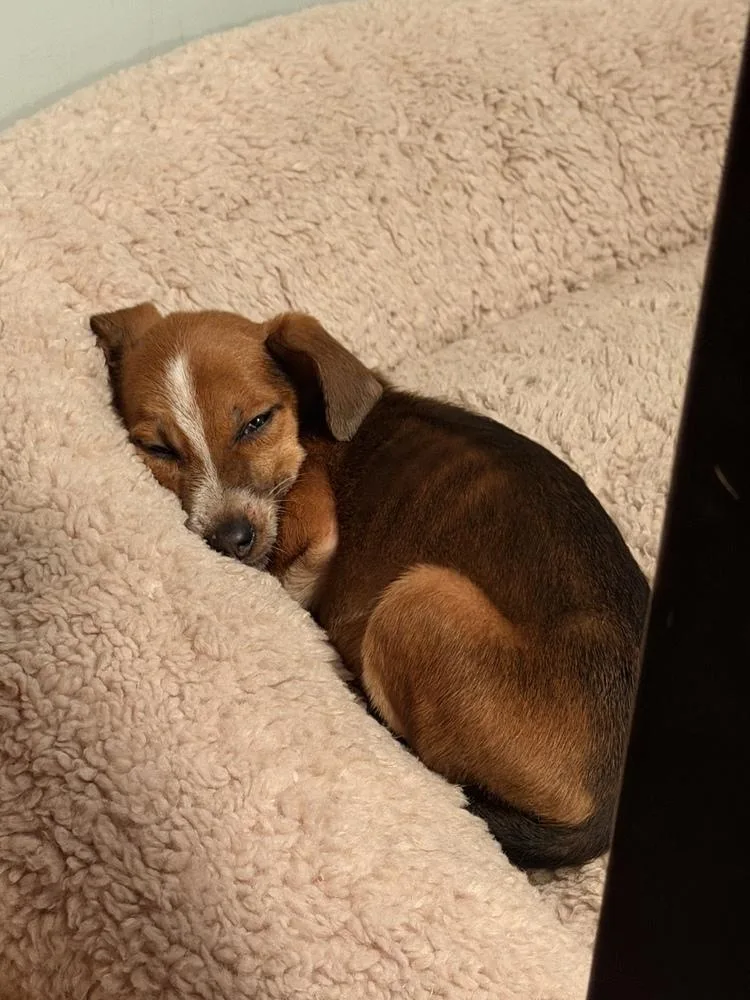 A baby medium-sized male Hound dog named Boone for adoption in Willingboro, NJ